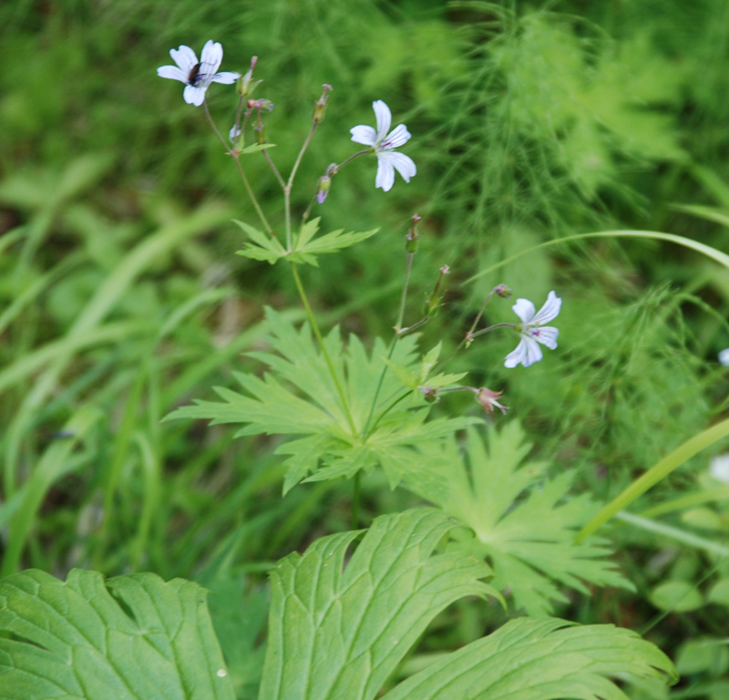 Image of Geranium krylovii specimen.