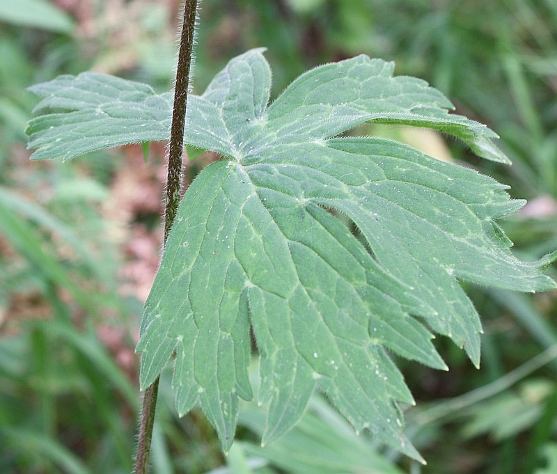 Изображение особи Aconitum krylovii.