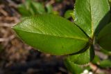 &times; Sorbaronia mitschurinii