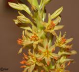 Eremurus spectabilis