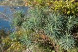 Euphorbia characias. Вегетирующее растение на закустаренном горном склоне. Черногория, Которская бухта, окр. церкви Богородицы с Ангелом (Crkva Gospe od Anđela), скалистый склон выше автодороги. 08.10.2014.