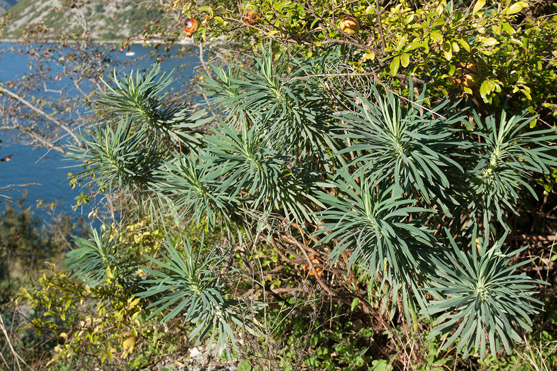 Image of Euphorbia characias specimen.