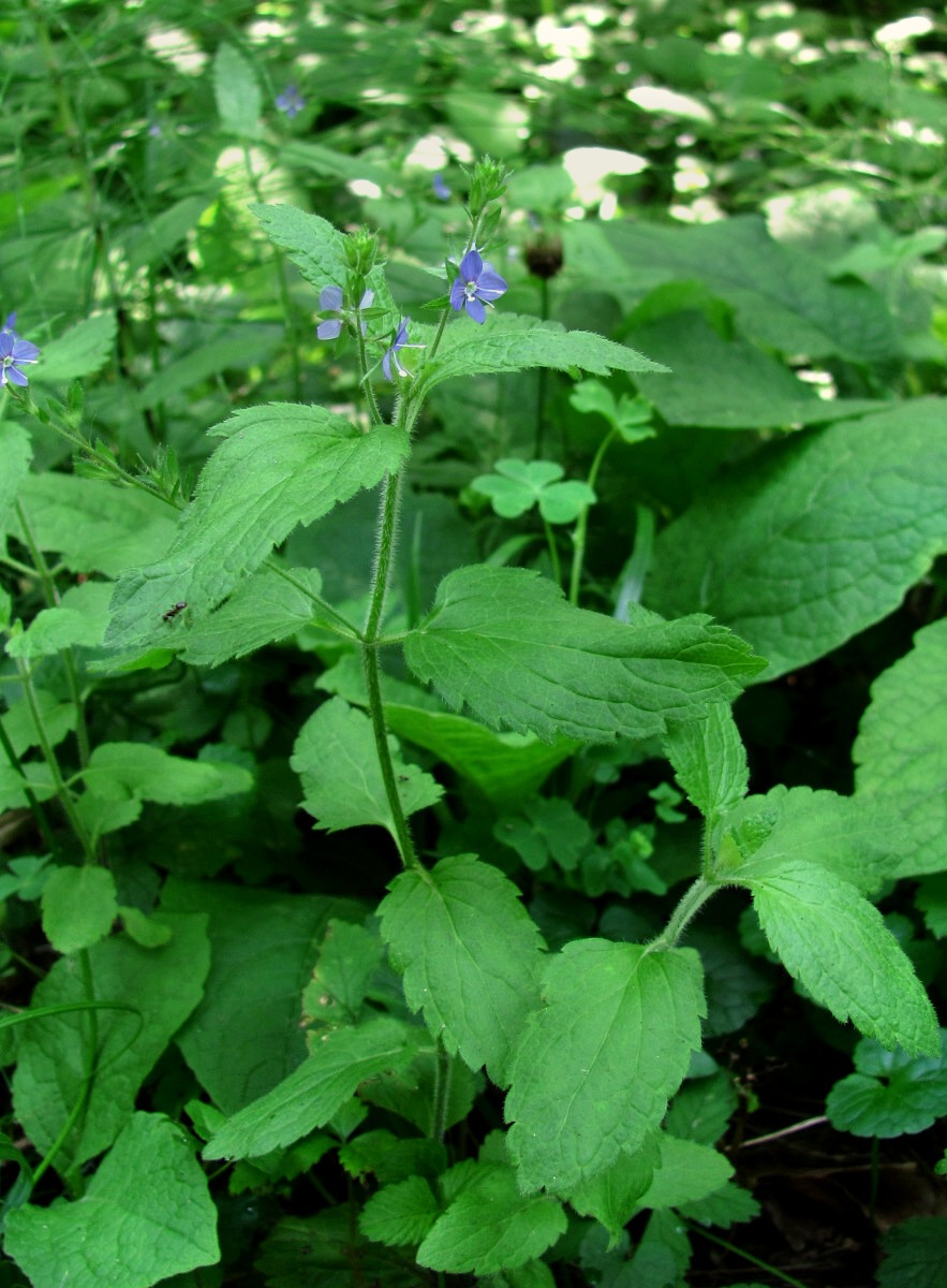 Image of Veronica magna specimen.