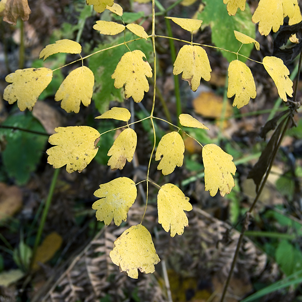 Изображение особи Thalictrum minus.
