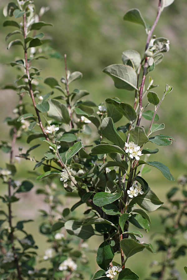 Image of genus Cotoneaster specimen.