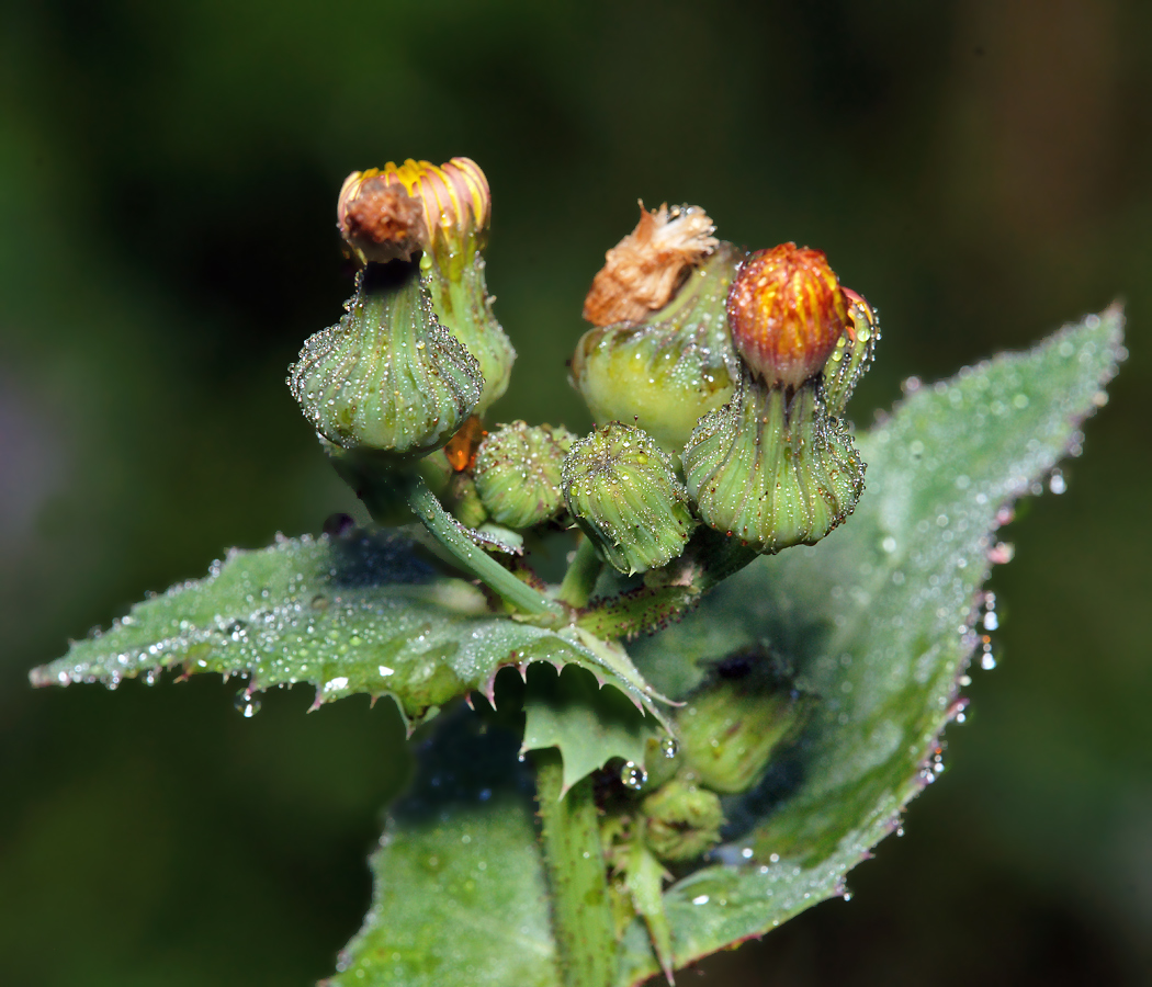 Image of Sonchus asper specimen.