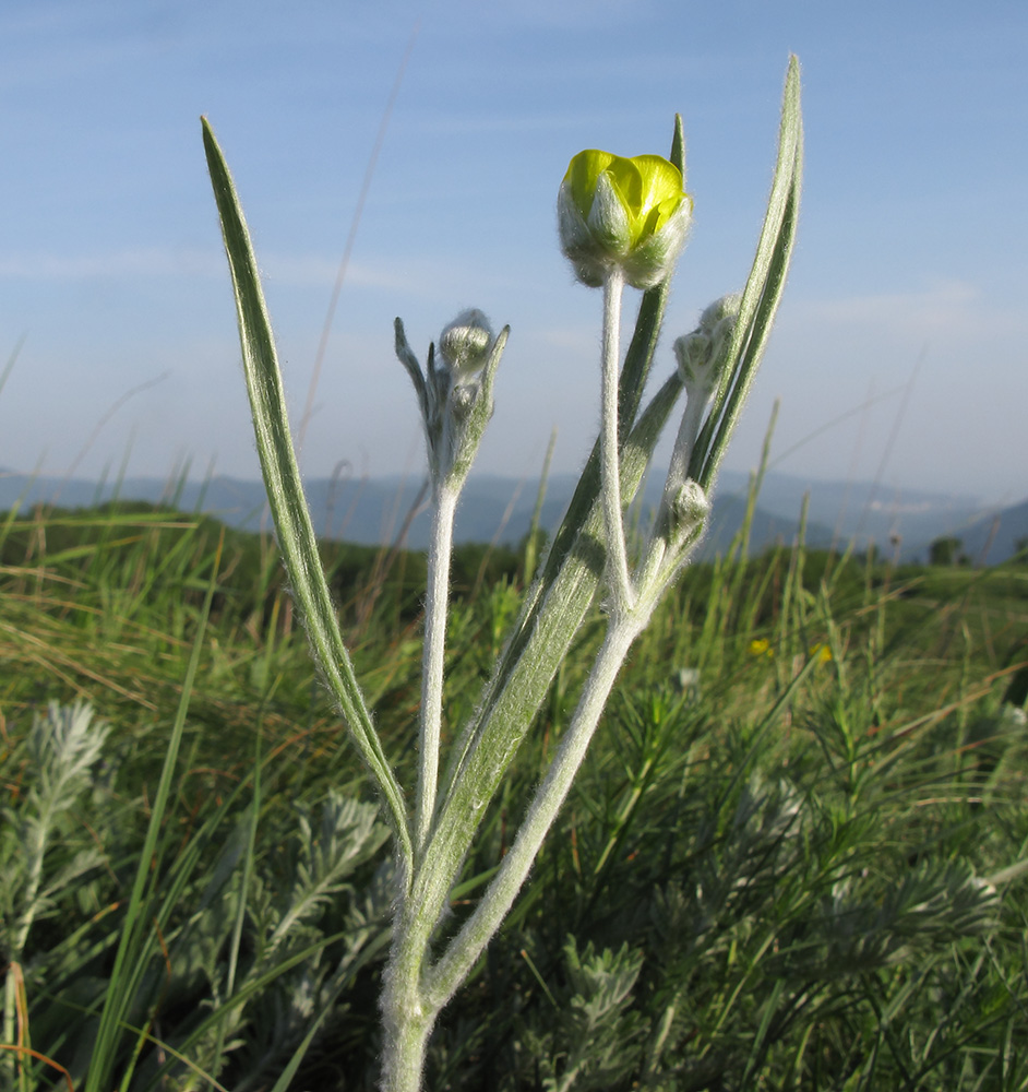 Image of Ranunculus illyricus specimen.