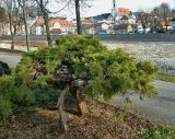 Juniperus × pfitzeriana. Взрослое растение. Германия, Бавария, округ Верхняя Бавария, г. Бад-Тёльц, озеленение. Декабрь 2015 г.