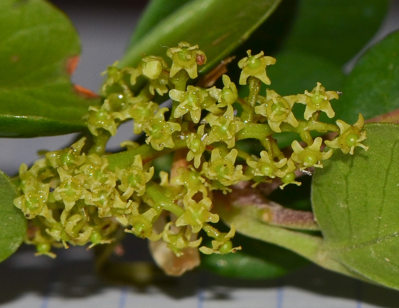 Изображение особи Rhus laevigata.