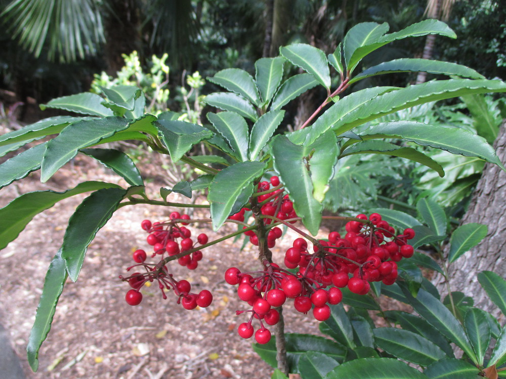 Image of Ardisia crenata specimen.