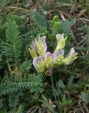 Astragalus resupinatus