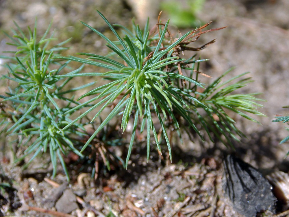 Image of Picea sitchensis specimen.