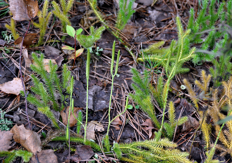 Изображение особи Lycopodium clavatum.