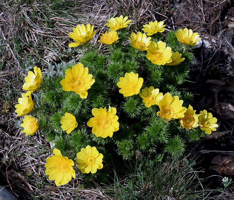 Изображение особи Adonis vernalis.