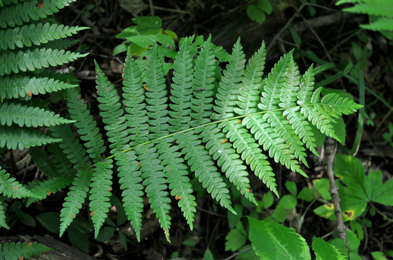 Image of Osmundastrum asiaticum specimen.