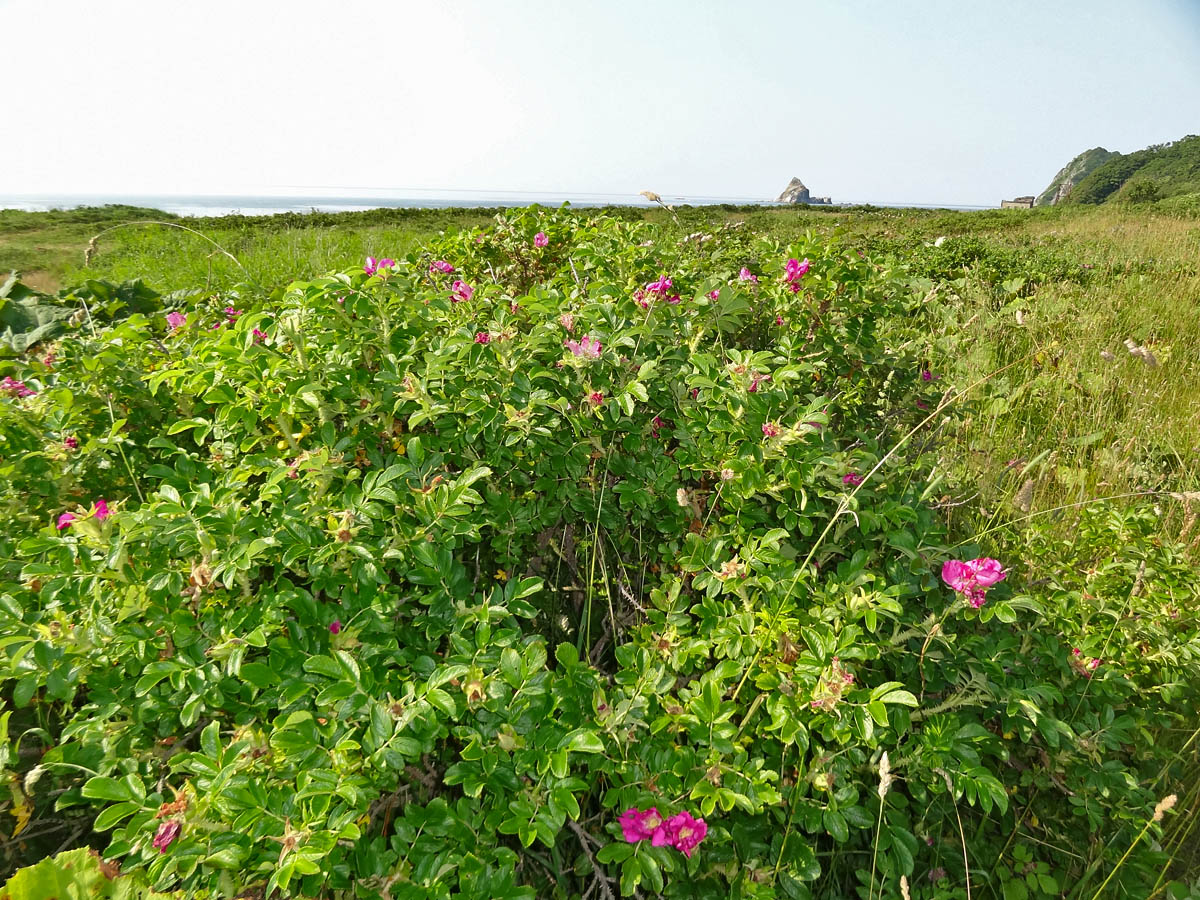 Image of Rosa rugosa specimen.