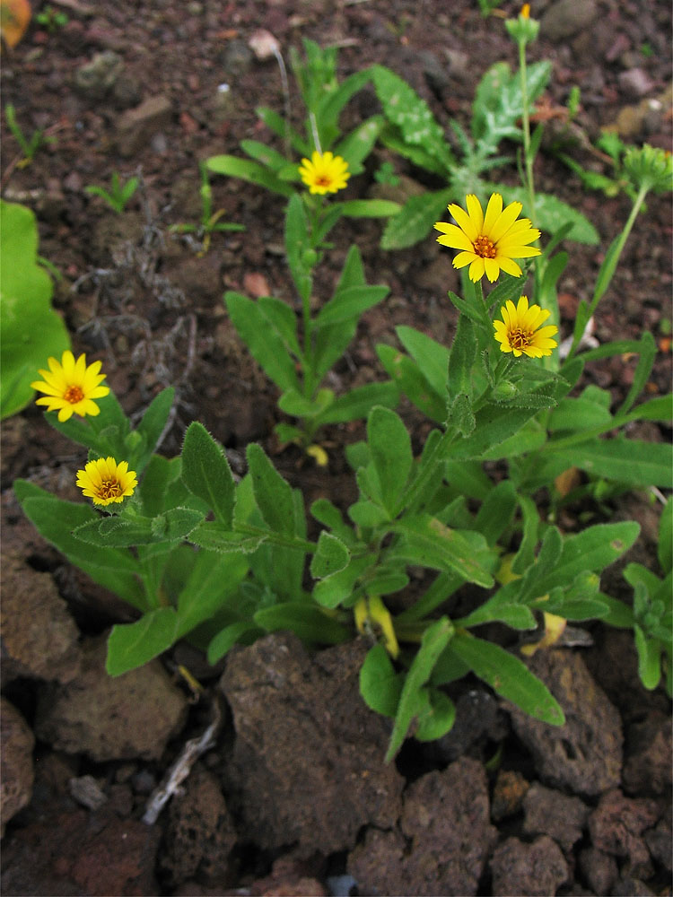 Изображение особи Calendula bicolor.