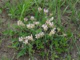 Oxytropis candicans