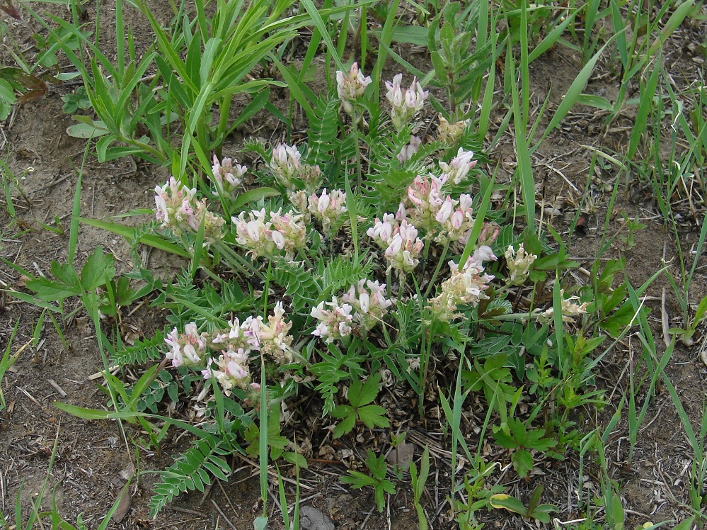 Image of Oxytropis candicans specimen.