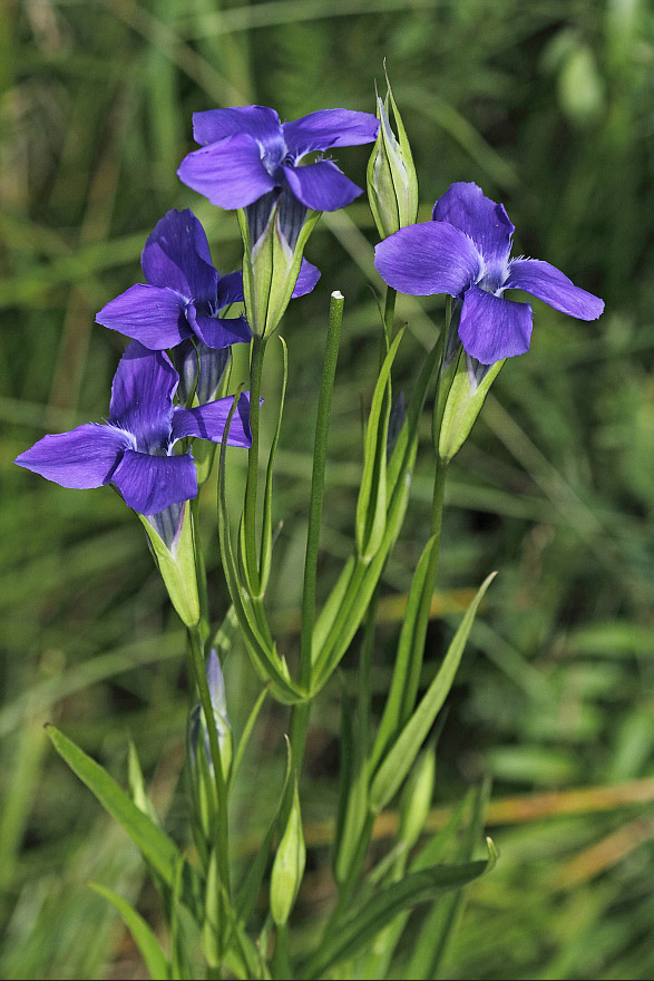 Изображение особи Gentianopsis barbata.