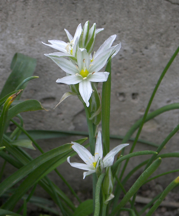 Image of Ornithogalum gabrielianae specimen.