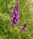 Dactylorhiza umbrosa. Верхушки цветущих растений. Кыргызстан, Нарынская обл., левый берег р. Нарын, долина руч. Бурган-Суу. 05.06.2015.