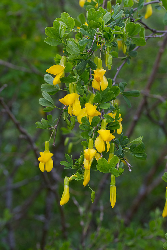 Image of Caragana frutex specimen.
