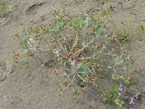 Euphorbia marschalliana