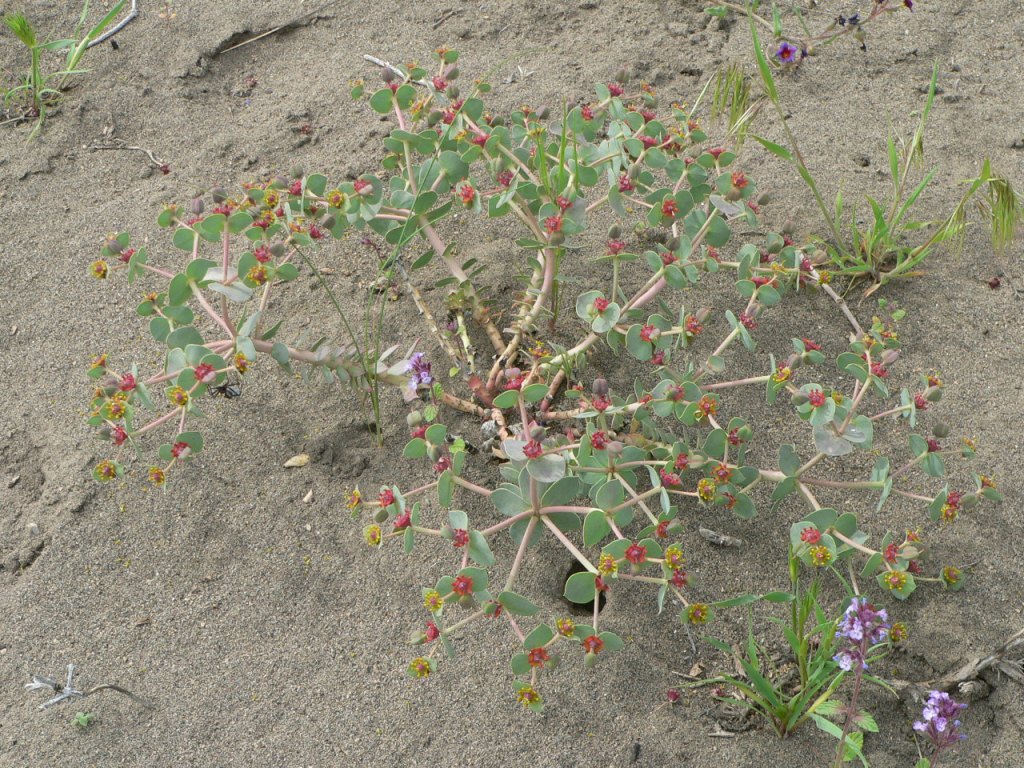 Изображение особи Euphorbia marschalliana.