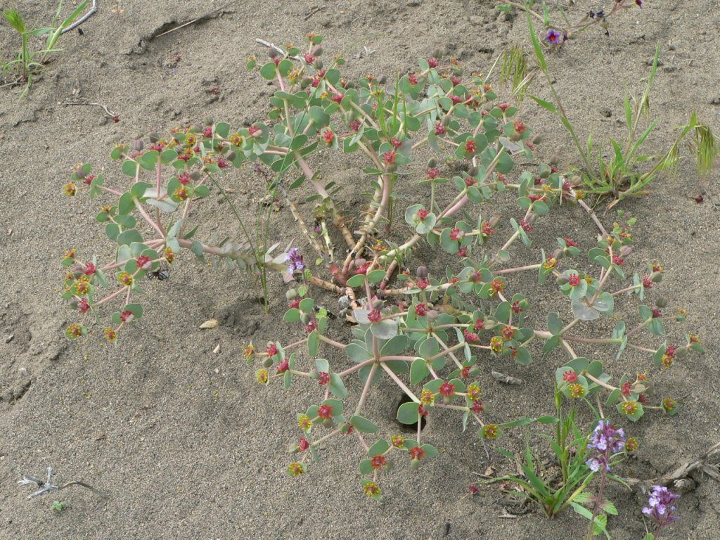 Изображение особи Euphorbia marschalliana.