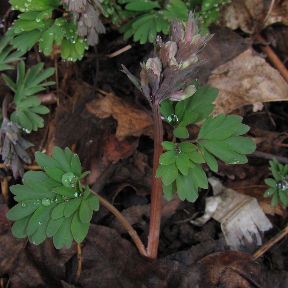 Изображение особи Corydalis solida.