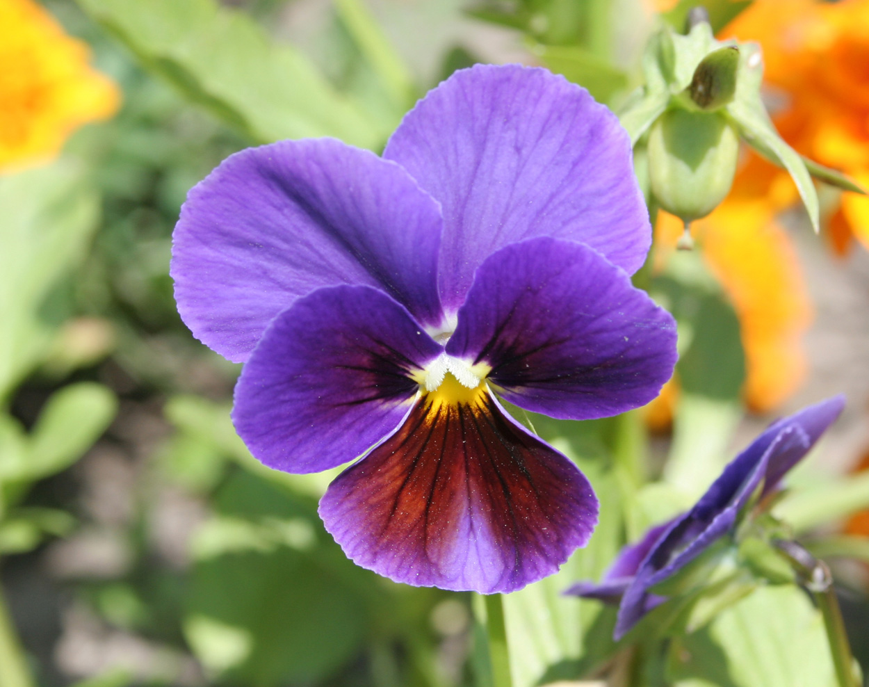 Image of Viola wittrockiana specimen.