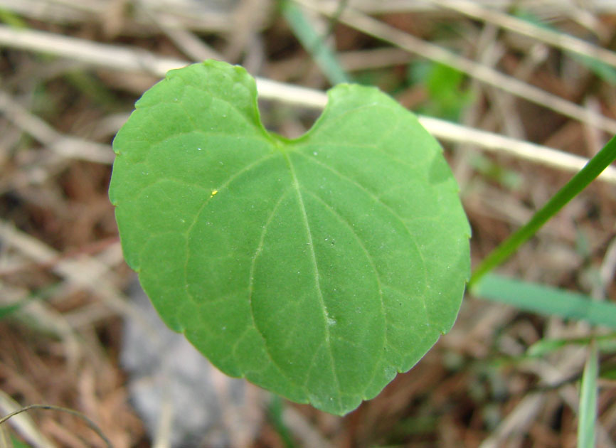 Изображение особи Viola epipsiloides.