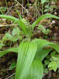 Veratrum lobelianum. Молодой побег с развивающимся цветоносом. Якутия (Саха), Алданский р-н, левый берег р. Тимптон, 201 км от устья. 05.06.2011.