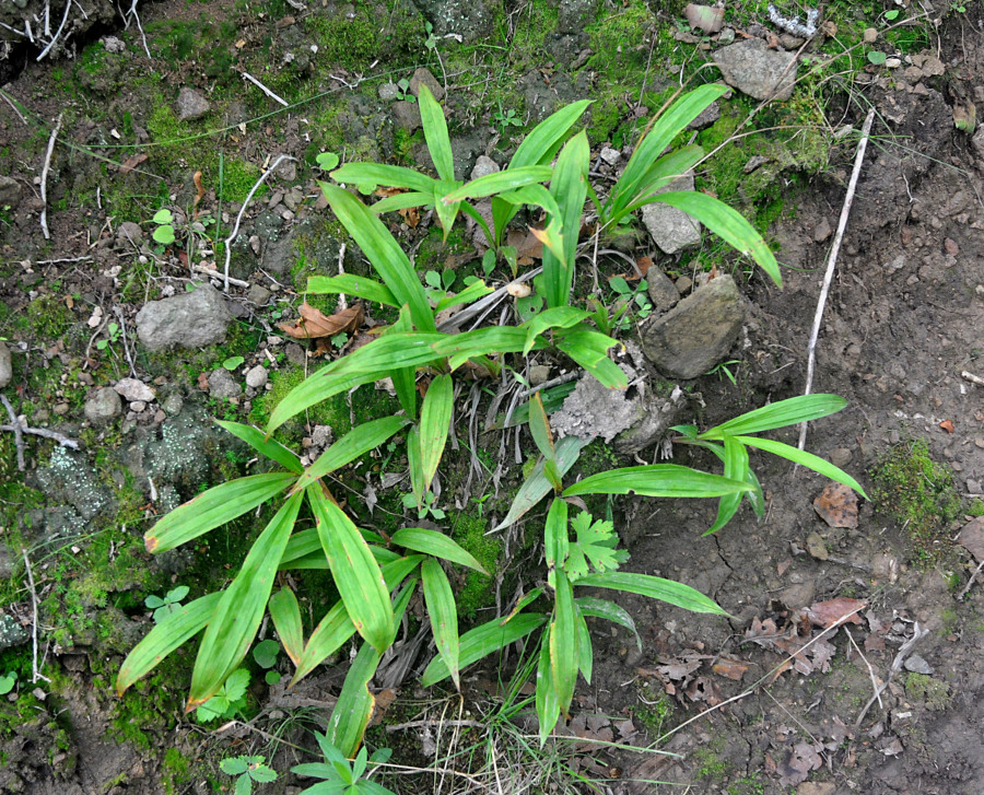Image of Carex siderosticta specimen.