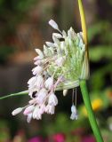 Allium paniculatum