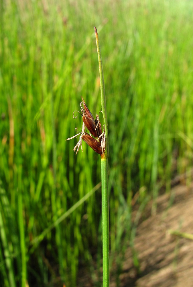 Image of Blysmus rufus specimen.