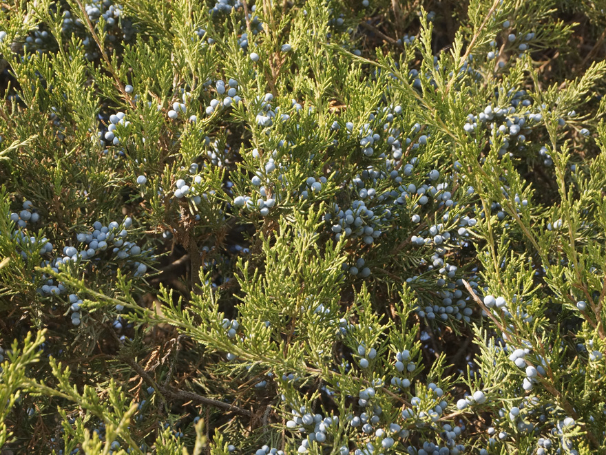 Изображение особи Juniperus virginiana.