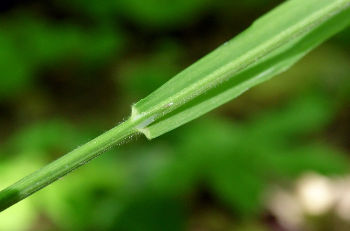 Image of Melica uniflora specimen.