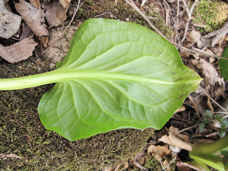 Image of Symplocarpus egorovii specimen.