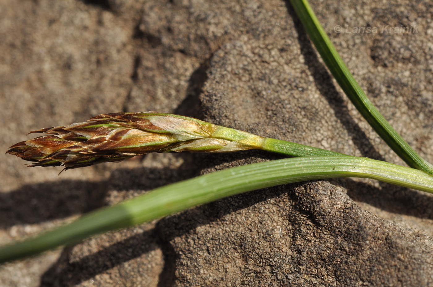 Image of genus Carex specimen.