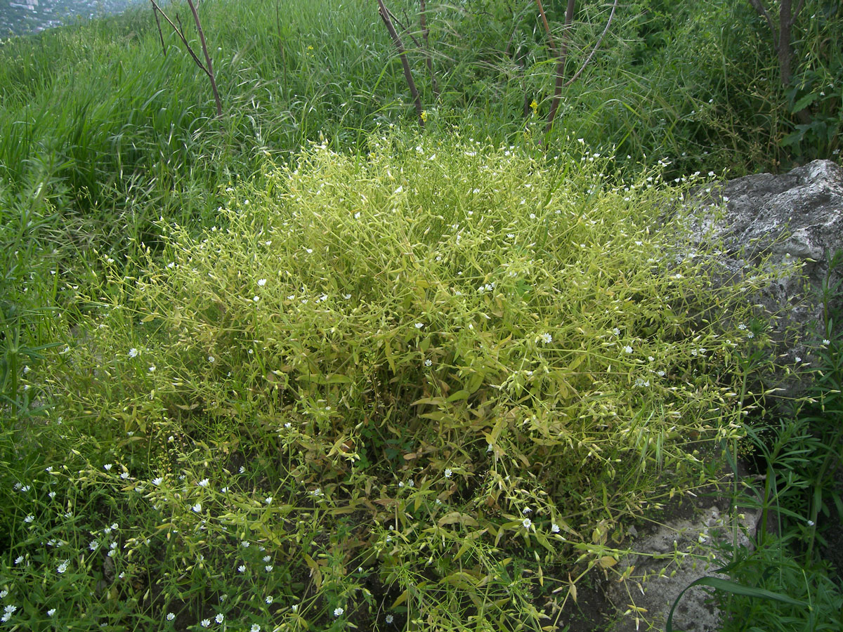 Image of Cerastium nemorale specimen.