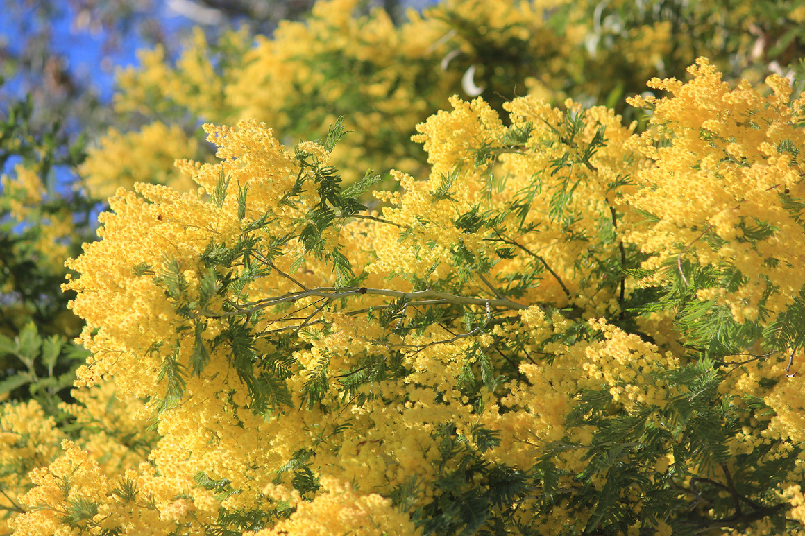 Изображение особи Acacia dealbata.