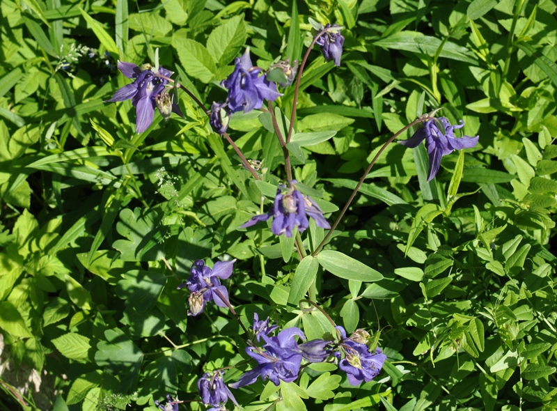 Изображение особи Aquilegia vulgaris.