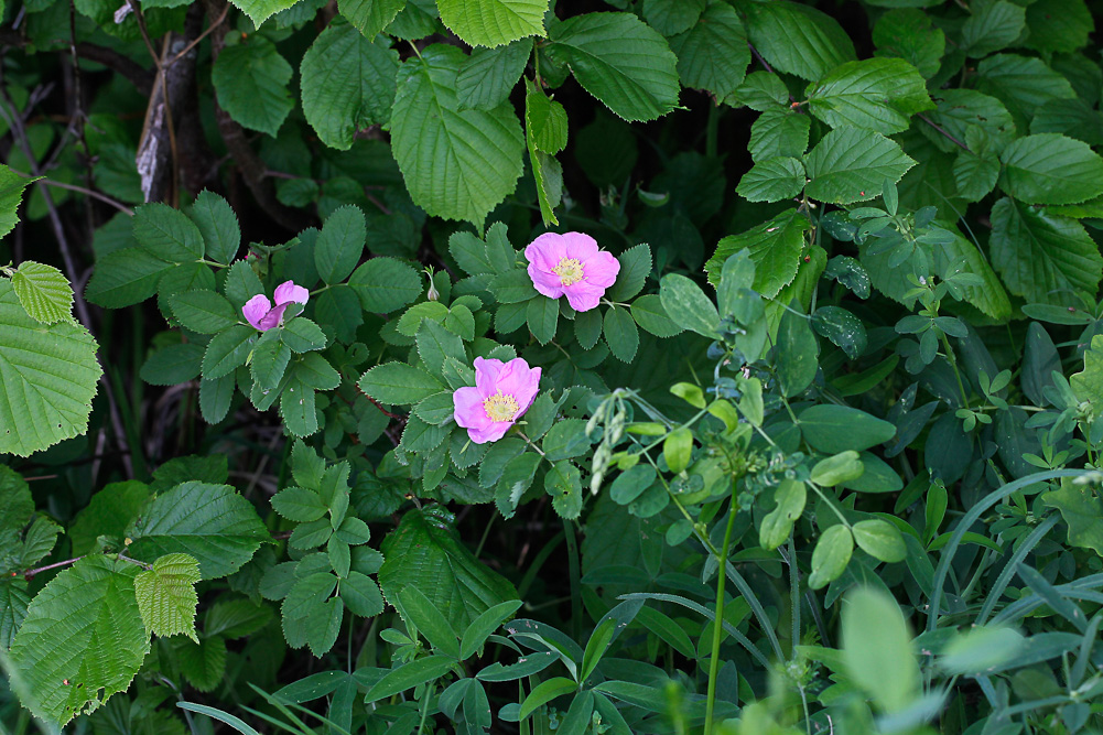 Image of Rosa cinnamomea specimen.