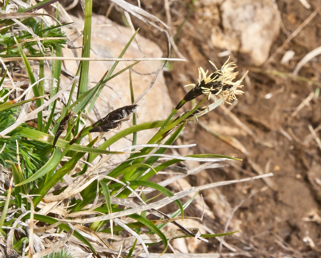 Image of genus Carex specimen.
