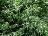 Lonicera maackii. Верхушки цветущих растений. Приморье, окр. г. Находка, у дороги. 09.06.2016.