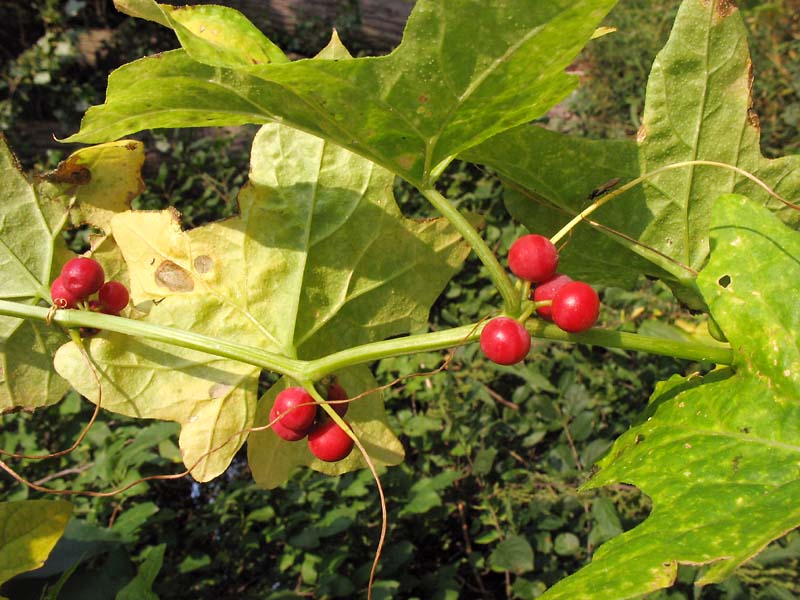 Image of Bryonia dioica specimen.