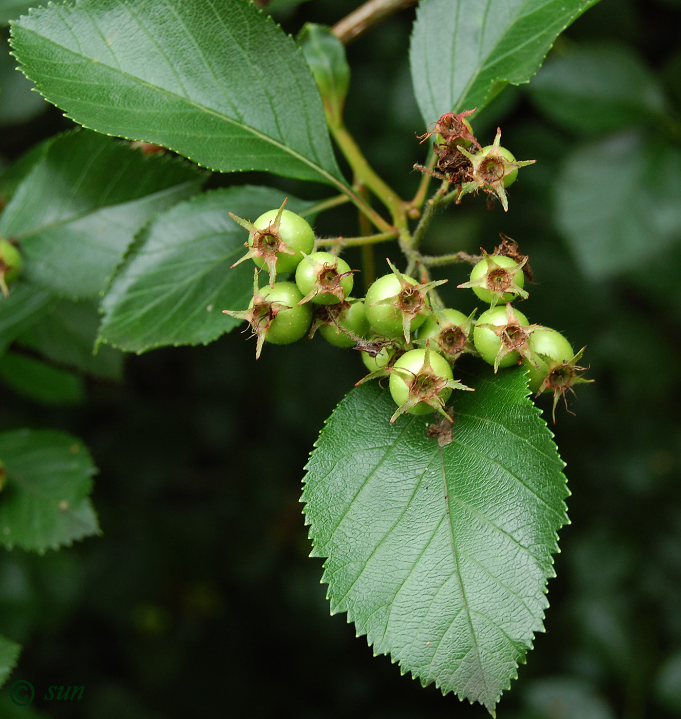 Изображение особи род Crataegus.