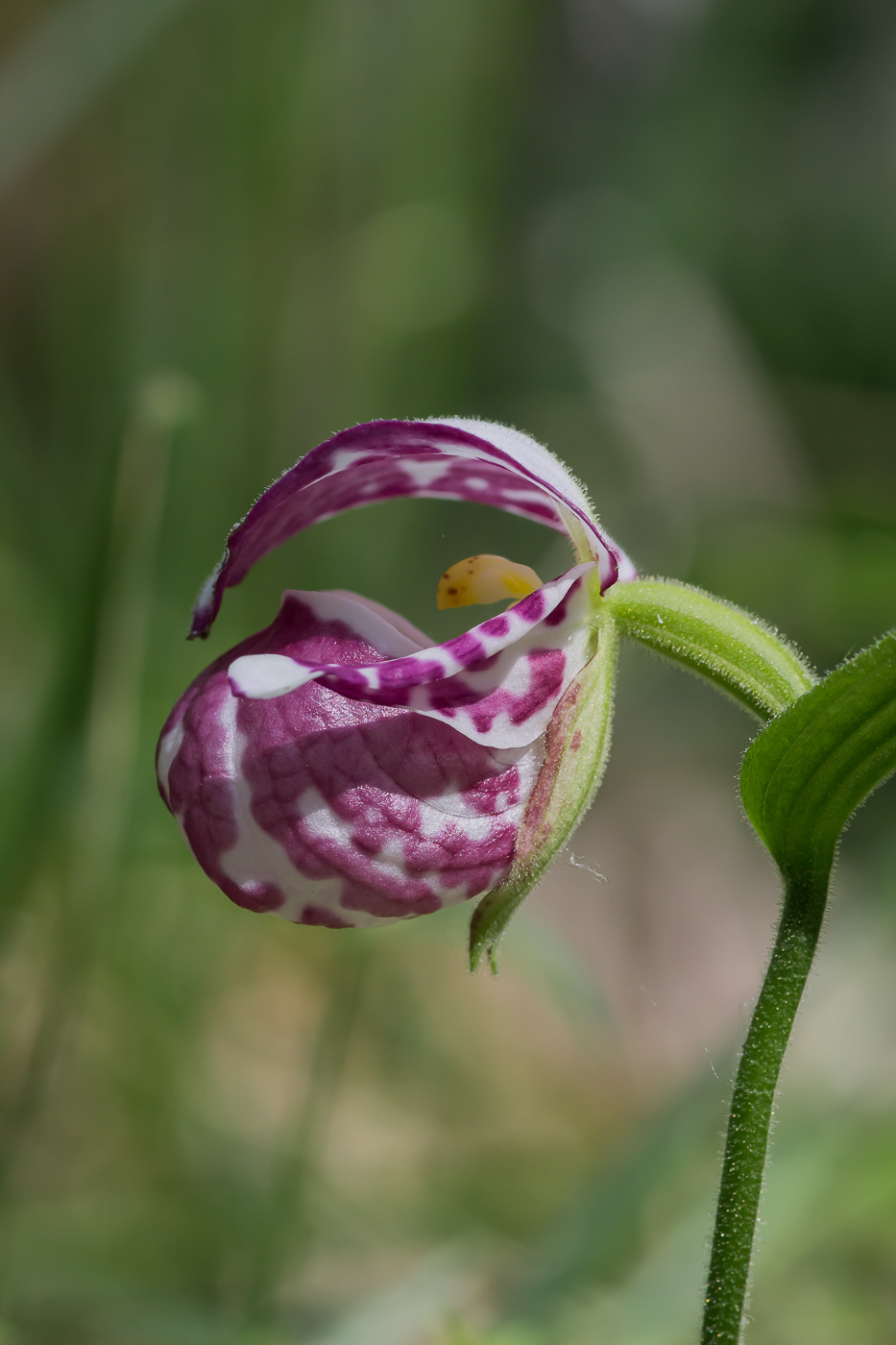 Изображение особи Cypripedium guttatum.